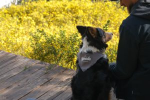 Perro adulto Nómade