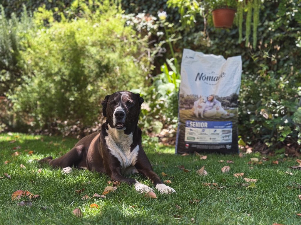 Perro Nomade senior