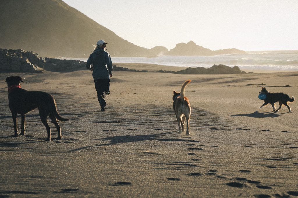 Perros adultos corriendo y jugando en la playa.