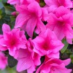 AZALEA
