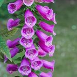 DEDALERA