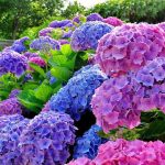 HORTENCIA