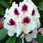RODODENDRO