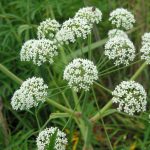 cicuta